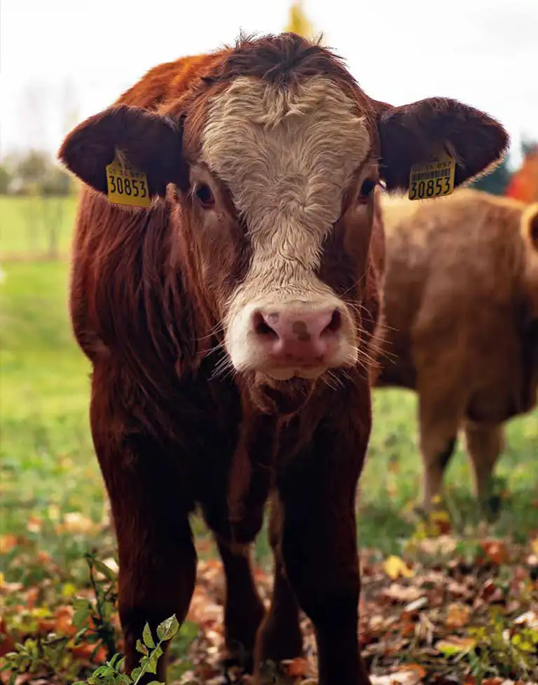 Ein Kalb steht auf der Weide und blickt frontal in die Kamera