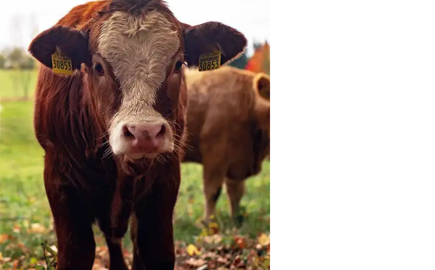 Ein Kalb steht auf der Weide und blickt frontal in die Kamera